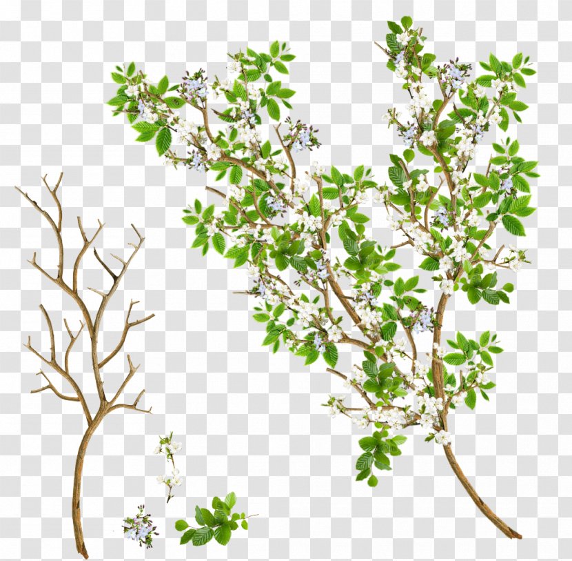 Twig Branch Tree Leaf Flower Transparent PNG
