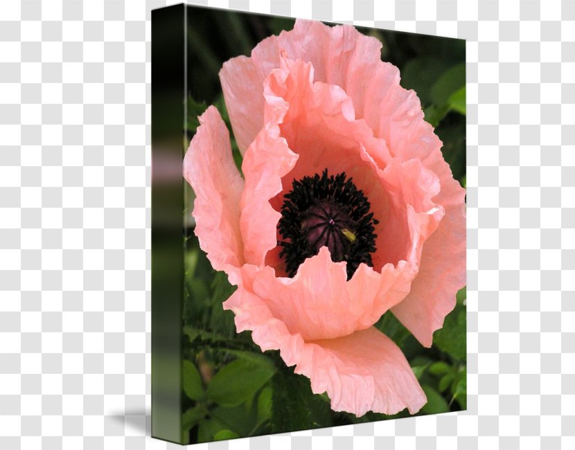 Flowering Plant Peony Poppy Herbaceous - Family Transparent PNG