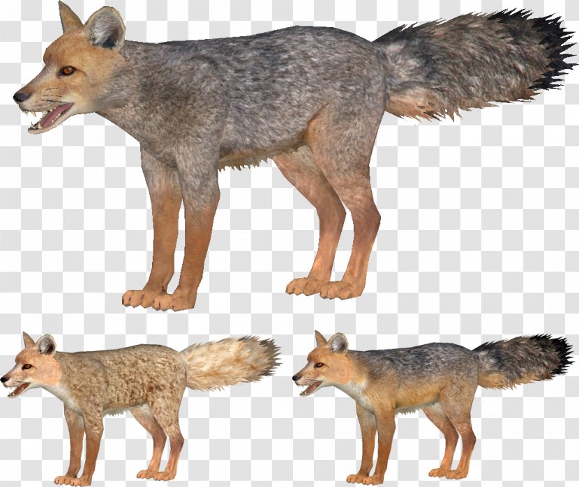 Jackal Coyote Gray Fox Red Kit - Zoo Tycoon 2 Transparent PNG