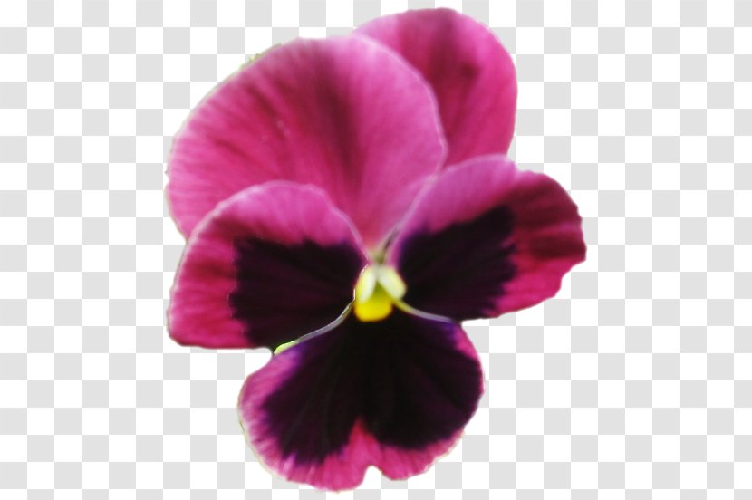 Pansy Violet Moth Orchids Close-up - Magenta Transparent PNG