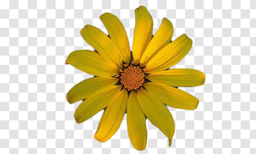 Chrysanthemum Indicum Tea Oxeye Daisy - Yellow - Wild Transparent PNG