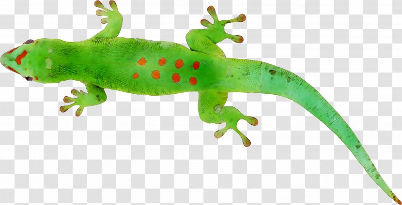 Gecko Common Iguanas Amphibians Terrestrial Animal - Figure - European Green Lizard Transparent PNG