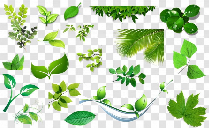 Leaf Clip Art - Grass - Spring Green Bamboo Leaves Sets Of Plans Transparent PNG
