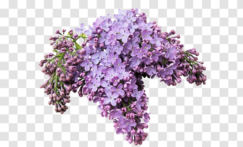 Lilacs In A Window Flower Internet - Artificial - Lilac Transparent PNG