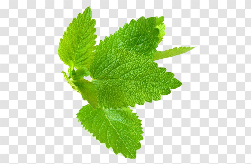 Lemon Balm Peppermint Leaf Herb - Herbal Transparent PNG