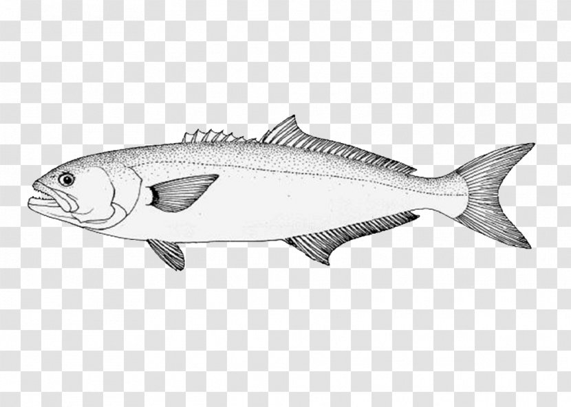 Sardine Bluefish Fishing Mackerel - Fauna - Bluefishes Transparent PNG