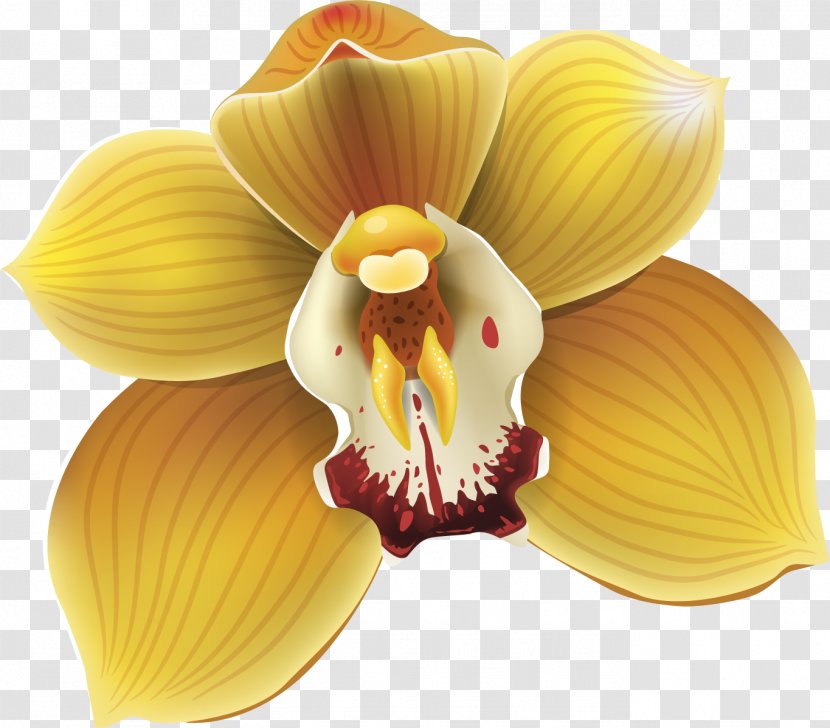 Flower Moth Orchids Drawing - Orchid Transparent PNG