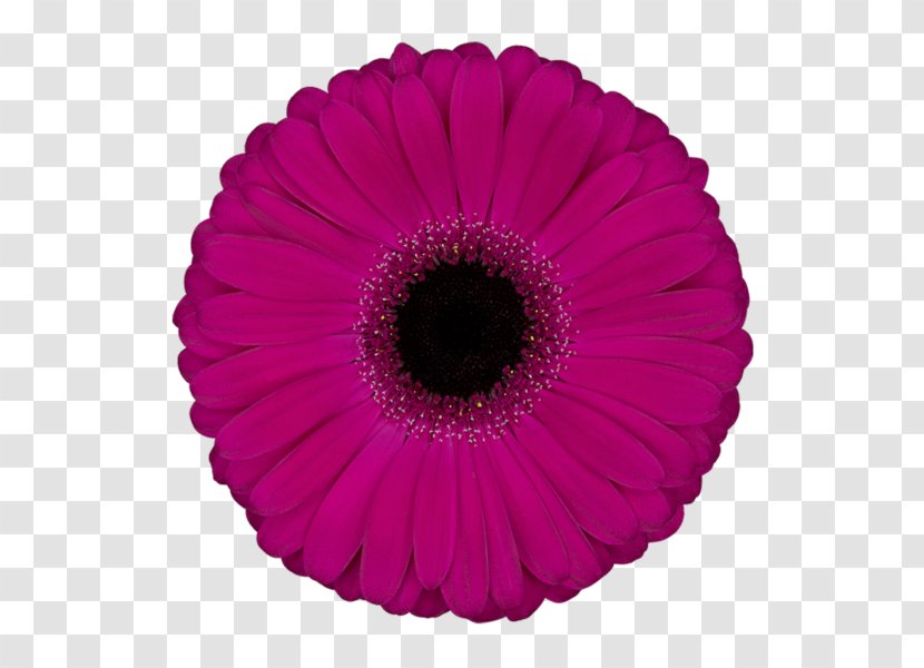 Transvaal Daisy Cut Flowers Floristry Petal - De Plantis Srl Transparent PNG