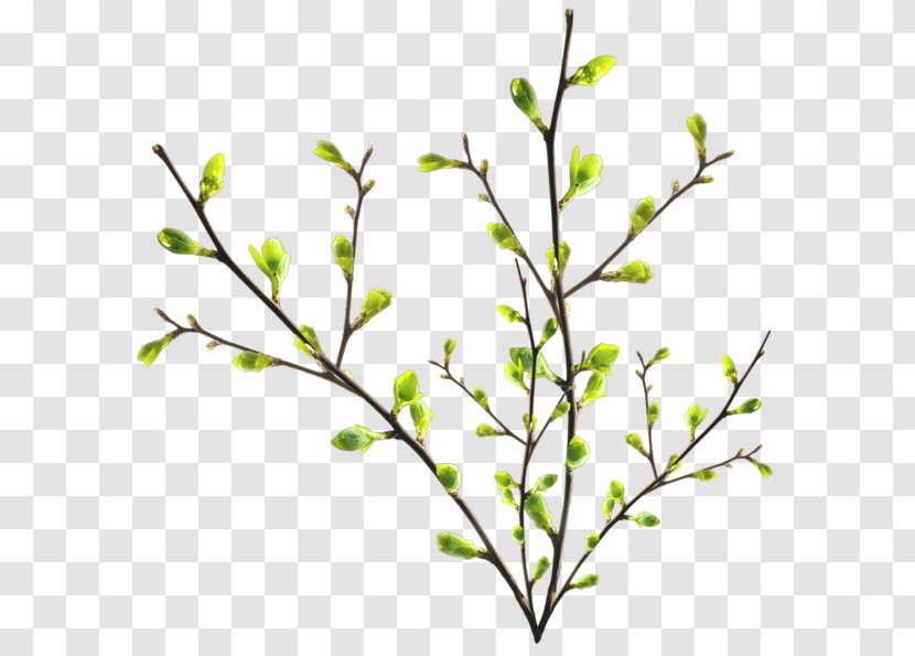 Twig Branch Tree Leaf Transparent PNG