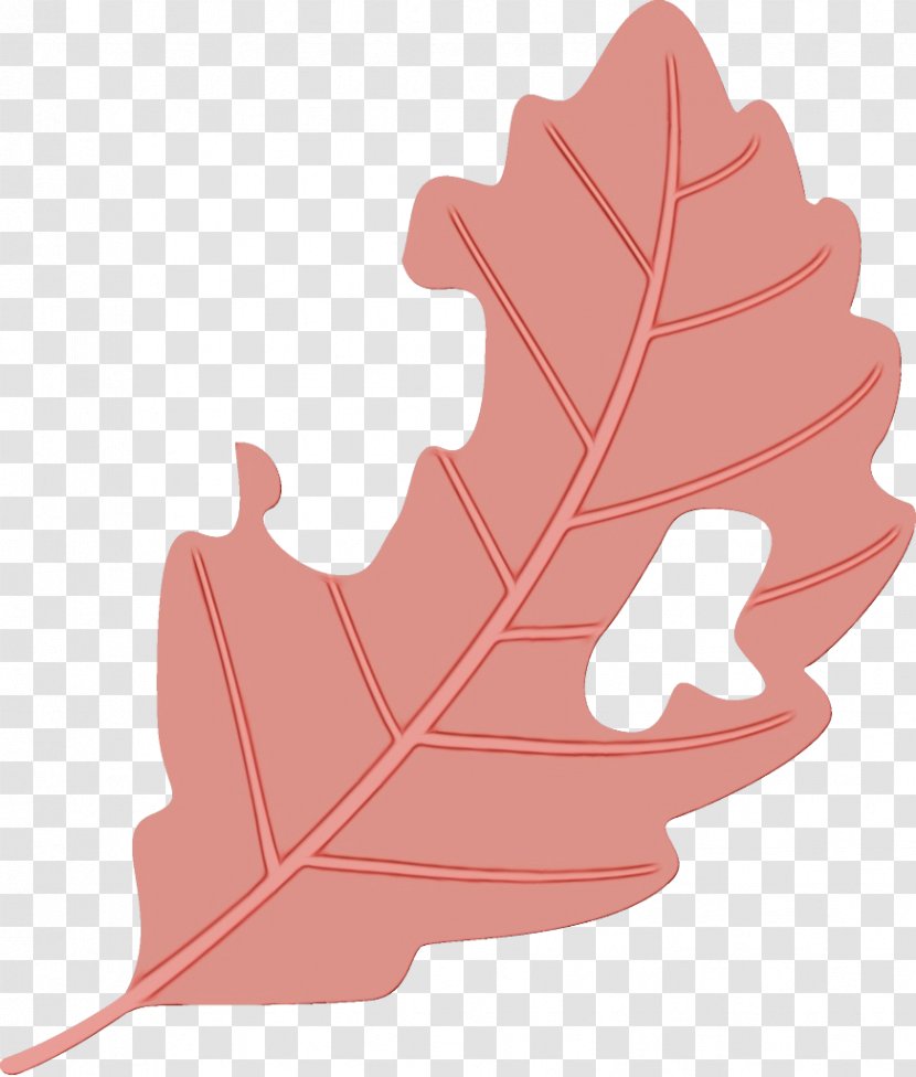 Maple Leaf - Tree - Plant Transparent PNG