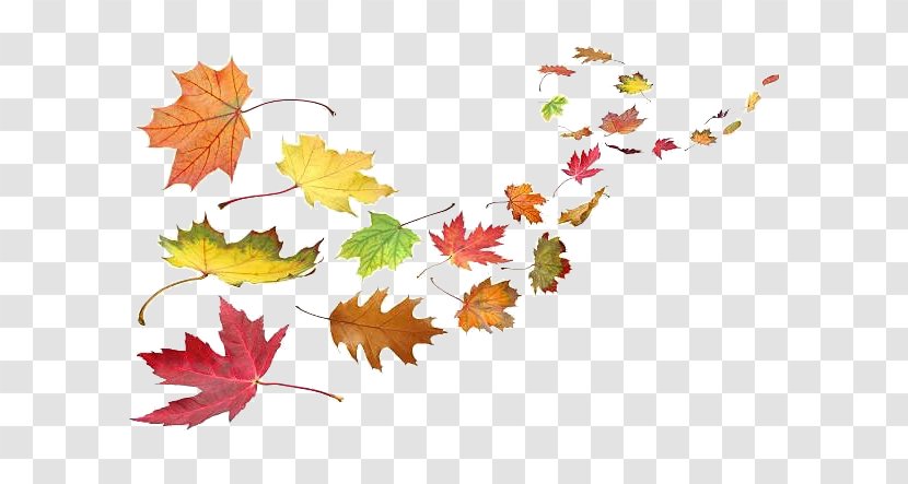 Autumn Leaf Color Wind Clip Art - Flora Transparent PNG