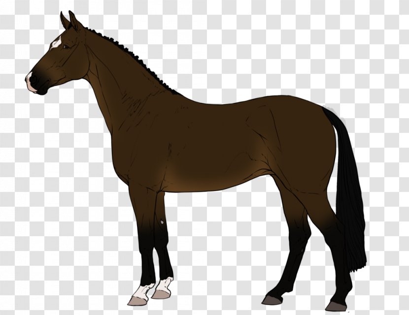 Lipizzan Pony Stallion Mustang Foal - Colt - Canter And Gallop Transparent PNG