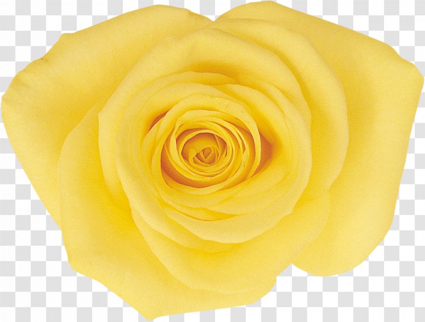 Garden Roses Cut Flowers Rosaceae - Yellow Rose Transparent PNG