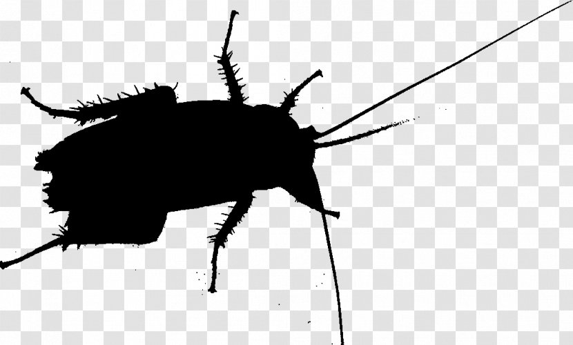 Cockroach Beetle Silhouette Membrane Insect - Pest Transparent PNG