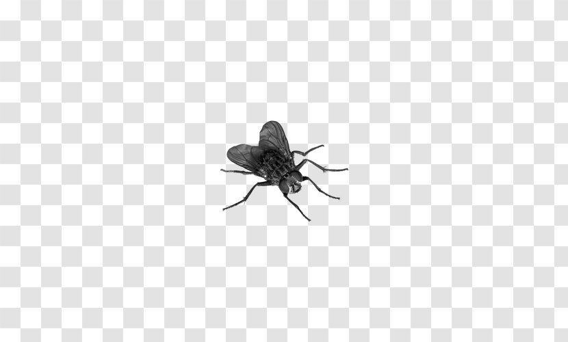 Fly Insect Muscidae - Membrane Winged - Flies Element Transparent PNG