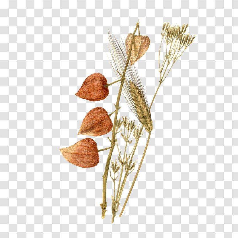 Watercolor Painting Still Life Wheat Painter Transparent PNG