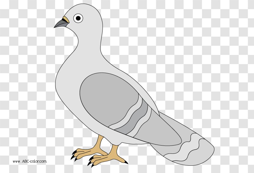 English Carrier Pigeon Columbidae Drawing Typical Pigeons Clip Art Transparent PNG