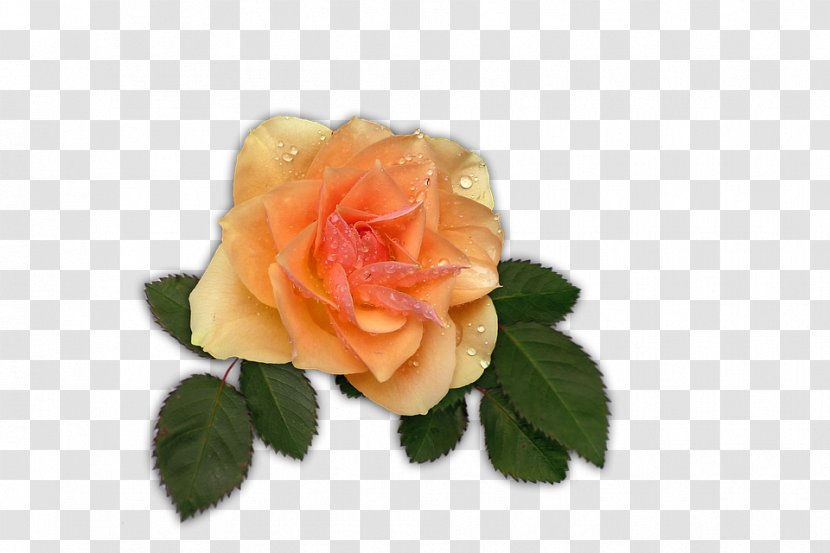 Garden Roses Image Clip Art File Format - Rose Family Transparent PNG