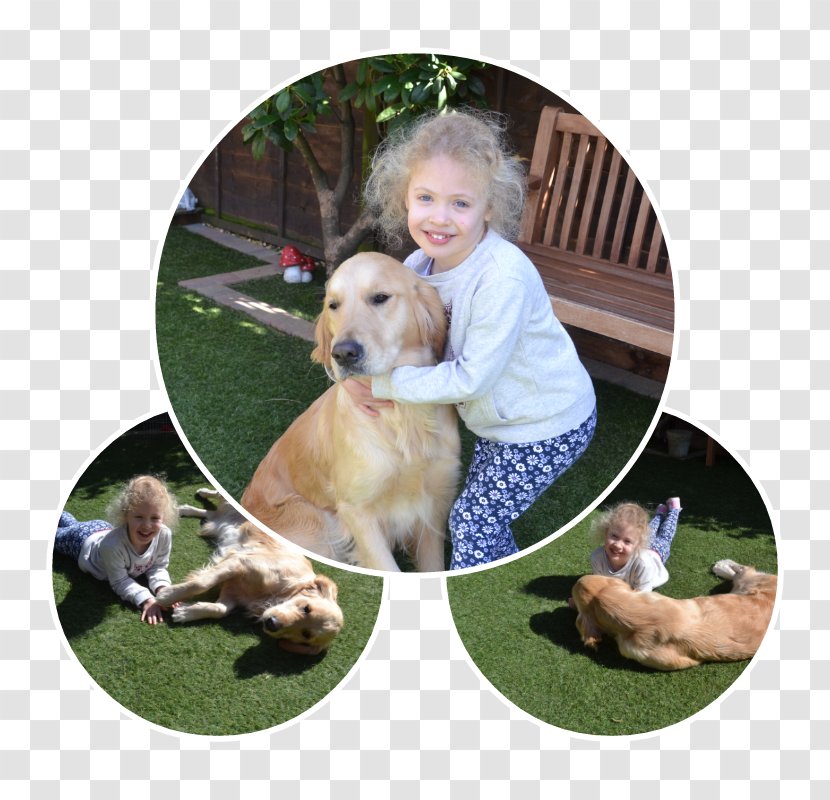 Golden Retriever Puppy Dog Breed Companion - Carnivoran Transparent PNG