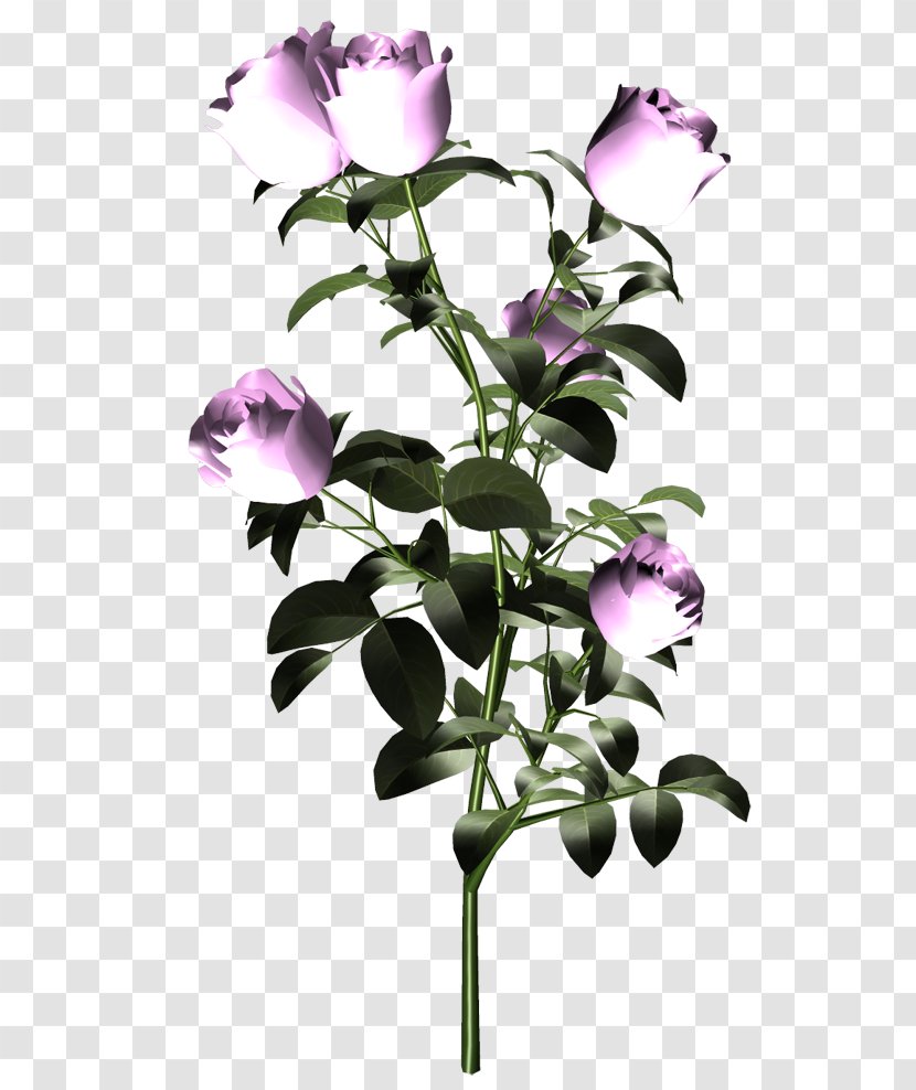 Cut Flowers Purple Plant Stem - Dimension - Flower Transparent PNG