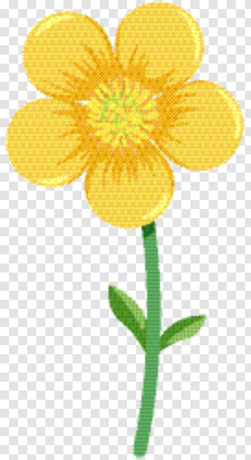 Flowers Background - Flower - Cinquefoil Chamomile Transparent PNG