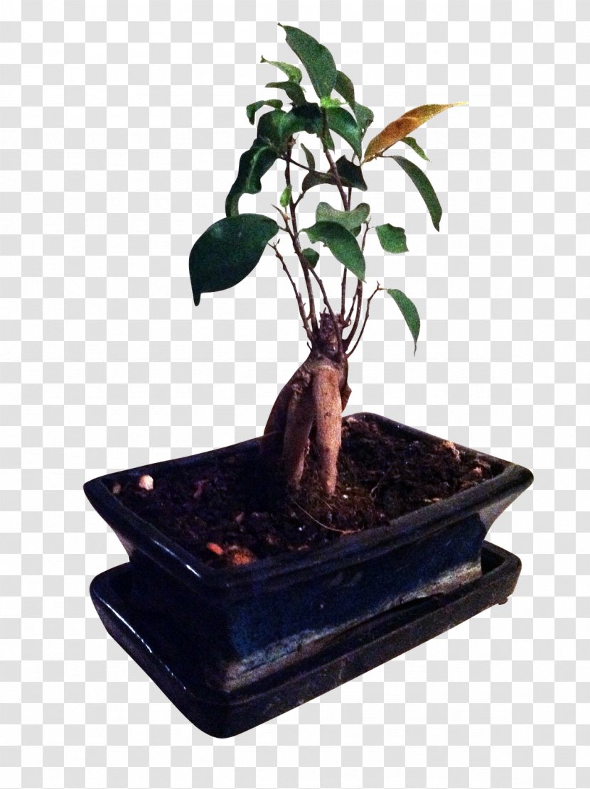 Rempotage Ficus Retusa Sageretia Theezans Bonsai Microcarpa Transparent PNG