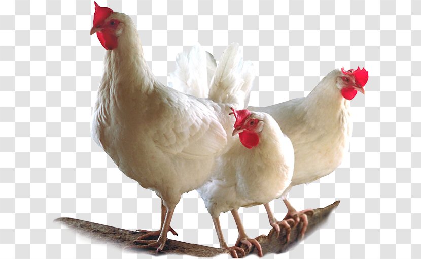 Broiler Chicken Bird Poultry Farming - Rooster Transparent PNG