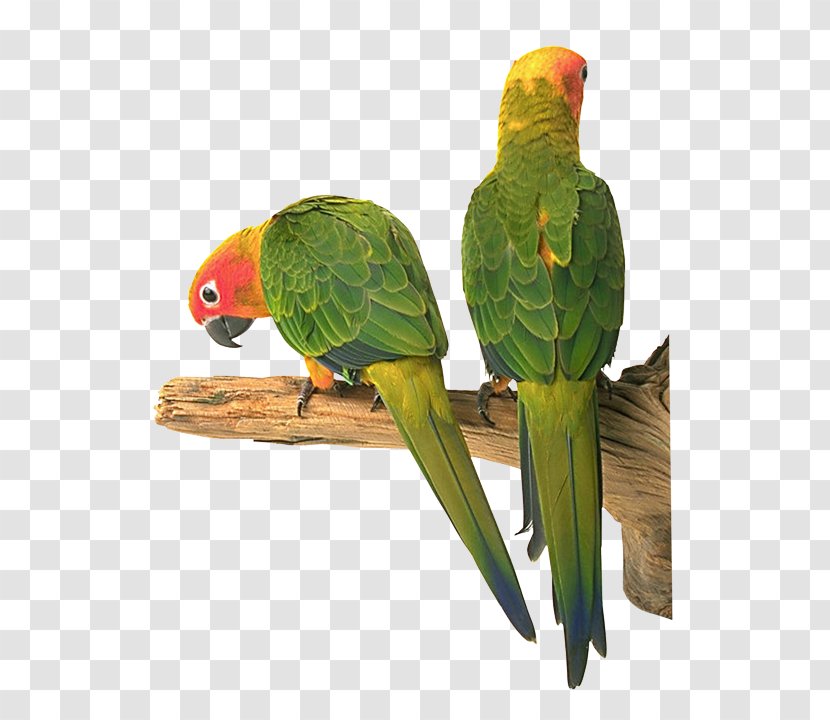 Lovebird Parakeet Riddle Child - Organism - Bird Transparent PNG