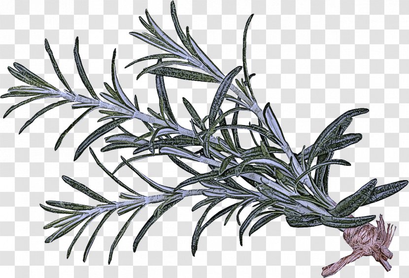 Rosemary - Flower - Colorado Spruce Herb Transparent PNG