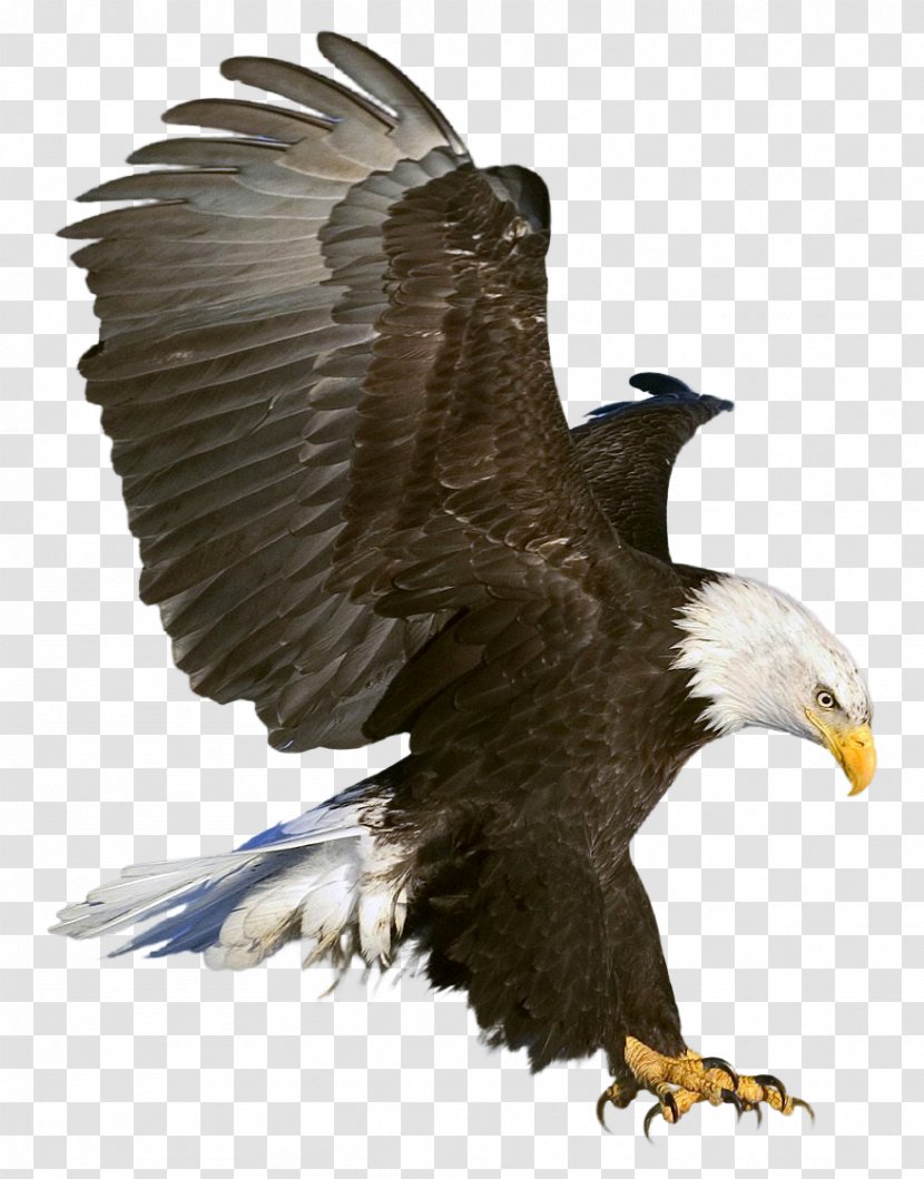 Bald Eagle Clip Art - Bird - Golden Transparent PNG