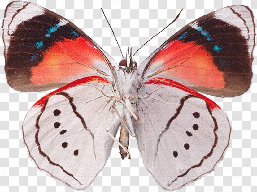 Drawing Decoupage Butterflies And Moths Clip Art - Butterfly Transparent PNG