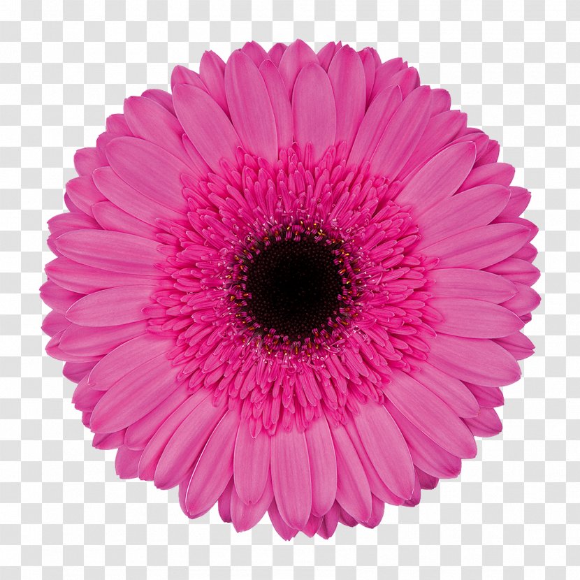 Transvaal Daisy Cut Flowers Chrysanthemum Pink M Petal - Flowering Plant Transparent PNG