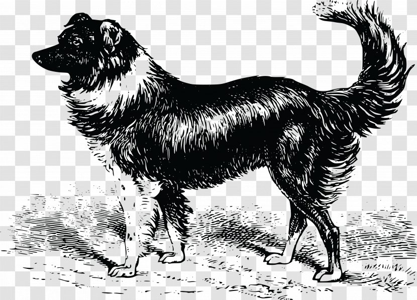Shetland Sheepdog Welsh Border Collie Old English Rough - Vulnerable Native Breeds - Dog Transparent PNG