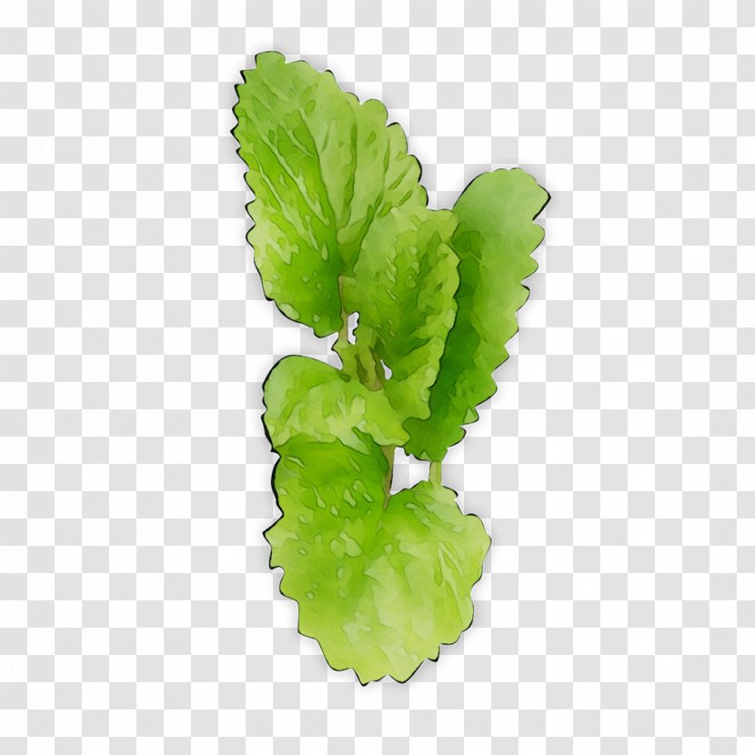 Leaf Greens Plant Stem Herb Plants - Vegetable - Annual Transparent PNG