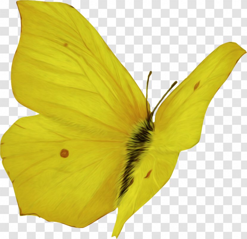 Butterfly Insect Pieridae Colias Pollinator - Nymphalidae Transparent PNG