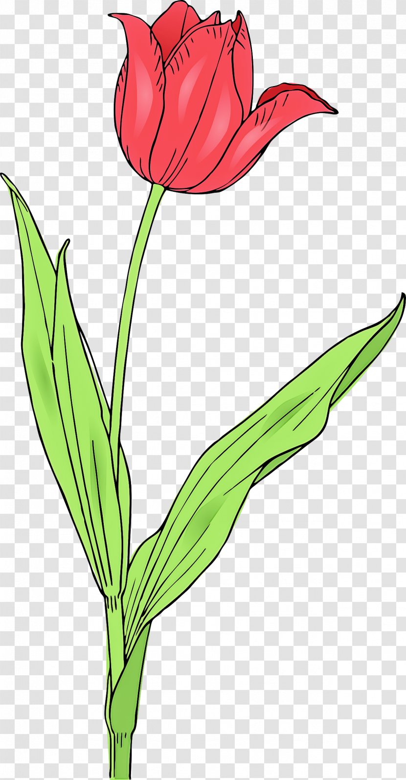 Flower Flowering Plant Tulip Pedicel - Cut Flowers Petal Transparent PNG