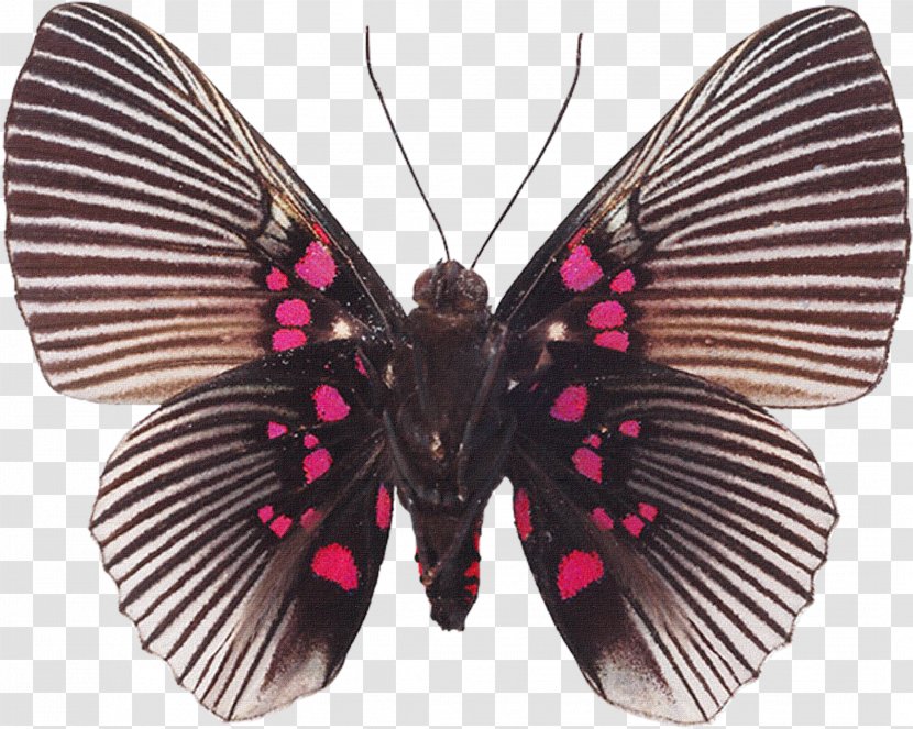 Butterfly Souvenirs Entomologiques .. Biological Specimen Insect Collecting - Zerene Eurydice Transparent PNG
