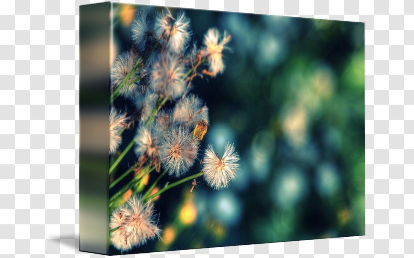 Insect Gallery Wrap Canvas Desktop Wallpaper Art Transparent PNG