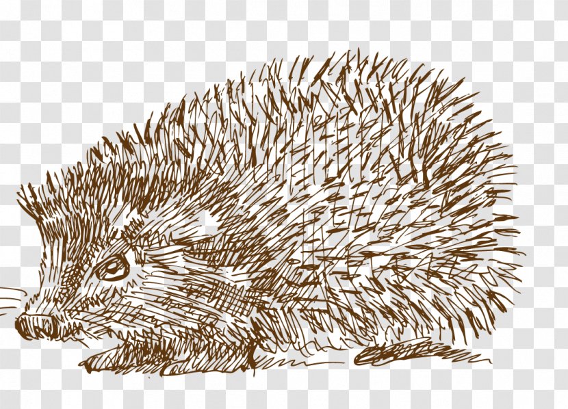 Sonic The Hedgehog Drawing Illustration Porcupine - Cartoon Transparent PNG