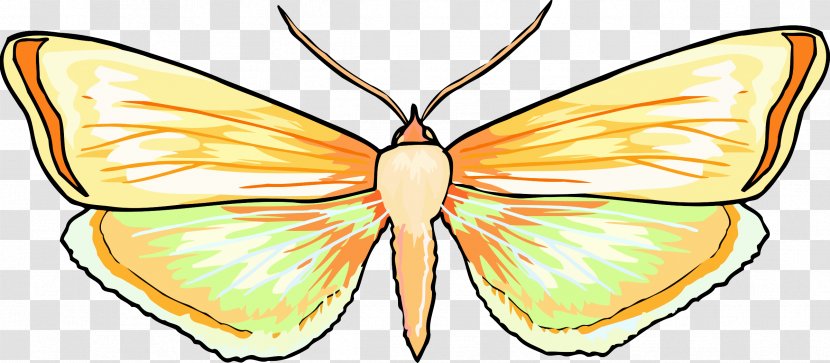 Monarch Butterfly Insect Nymphalidae Moth - Organism Transparent PNG