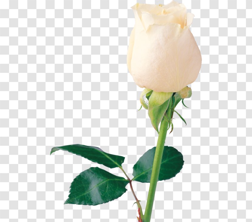 Rose White Flower - Family - Roses Transparent PNG