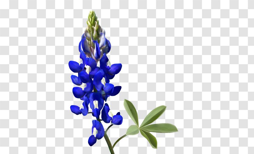 Texas Bluebonnet - Bluebonnets Transparent PNG