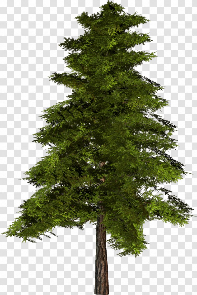 Spruce-fir Forests Evergreen Pine Conifers - Canadian Fir - Batterry Frame Transparent PNG