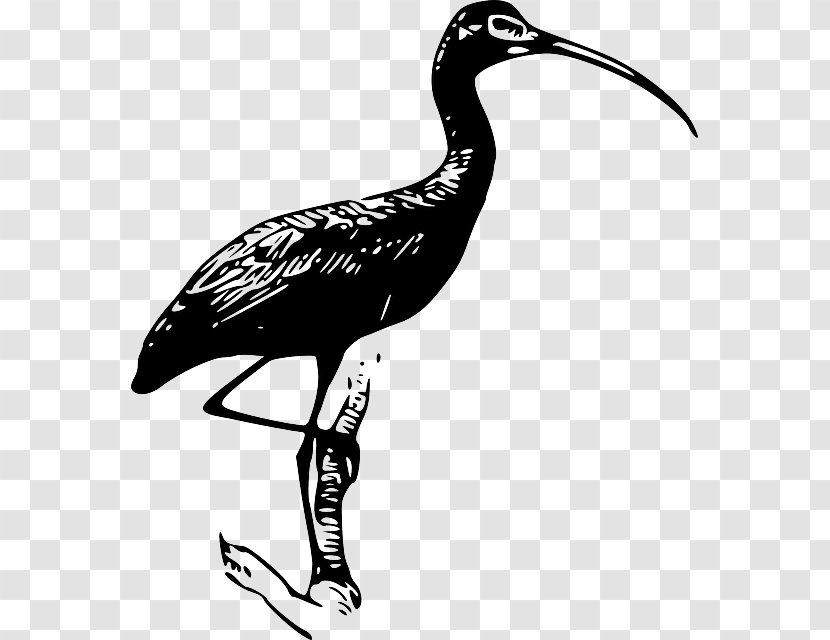 Glossy Ibis Clip Art - Water Bird - Curved Branch Transparent PNG