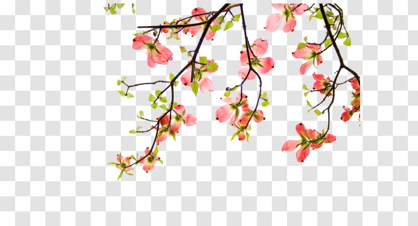 Flower Chinoiserie - Flora - China Wind Transparent PNG