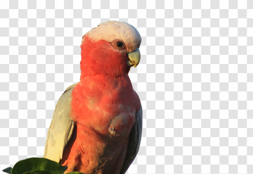 Lovebird Transparent PNG