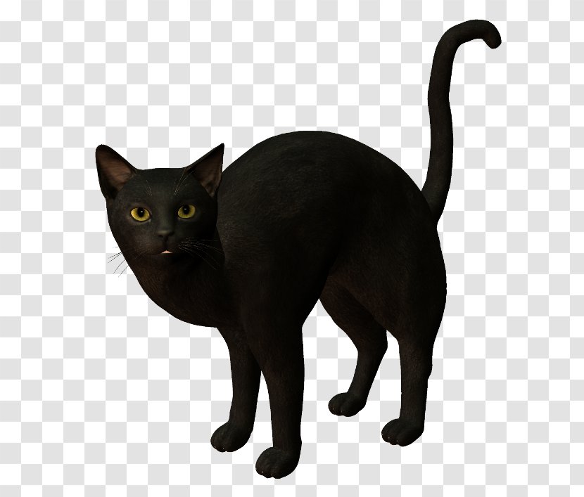 Black Cat Bombay Burmese Korat Havana Brown - Kitten Transparent PNG