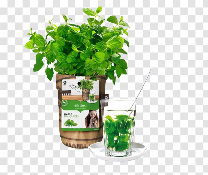 Tea Garden Herb Seed - Herbal Transparent PNG