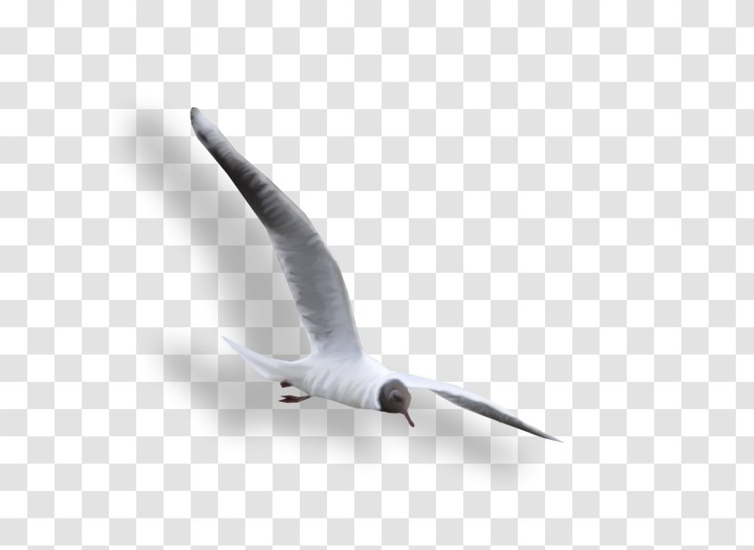 Large White-headed Gulls Clip Art - Feather - Gaz Chaika Transparent PNG