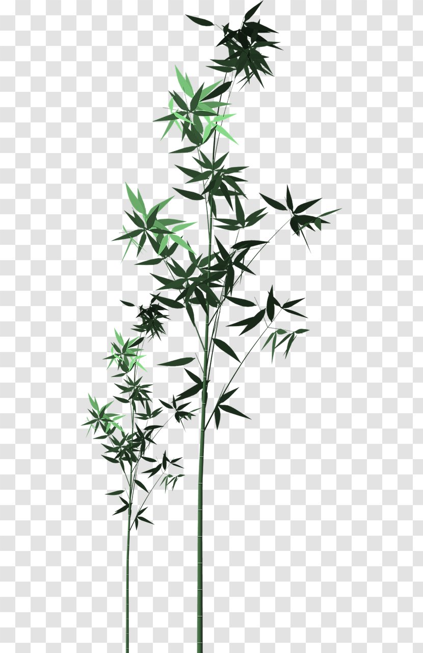 Bamboo Shoot Illustration - Plant Stem - Green Leaves Transparent PNG